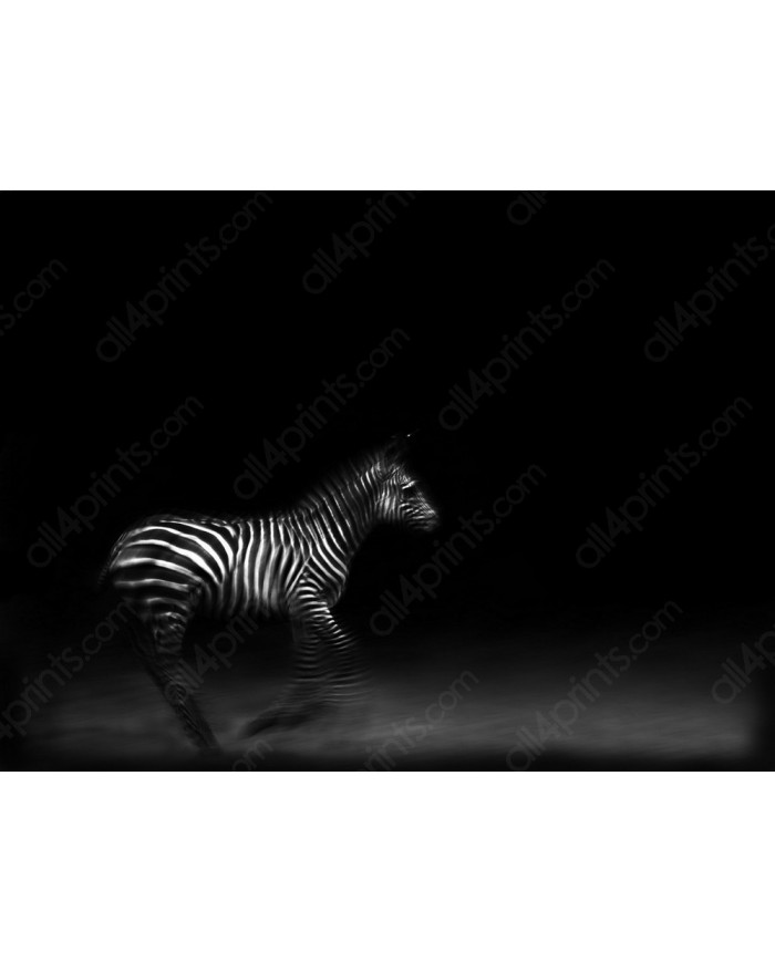 Zebra of Ngorongoro National Park, Tanzania