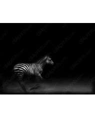 Retrato de un cebra, Parque Nacional Serengueti, Tanzania