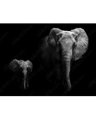 Antílopes, Golden Gate National Park, South Africa