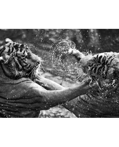 Tigres jugando en el agua Tigres jugando en el agua