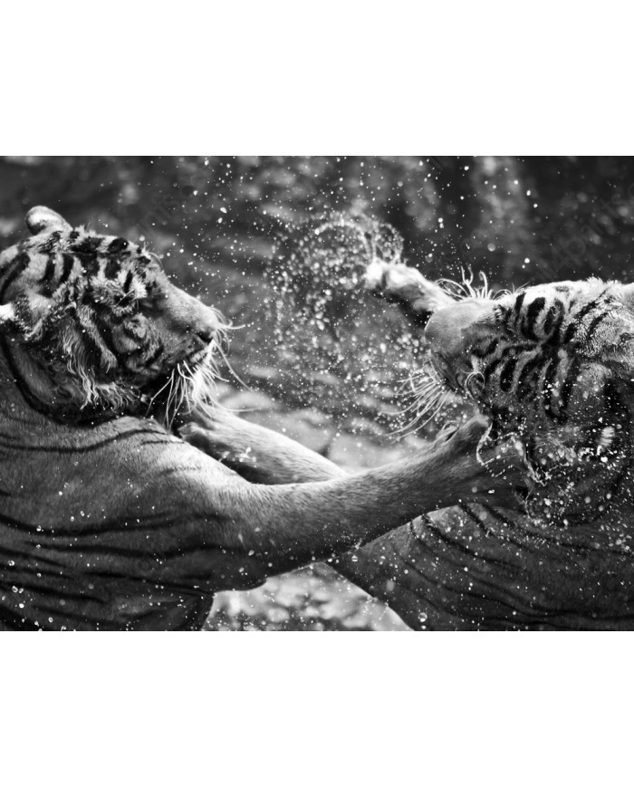 Tigres jugando en el agua