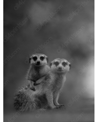 Pareja de suricatas, Desierto de Kalahari, Botswana Pareja de suricatas, Desierto de Kalahari, Botswana