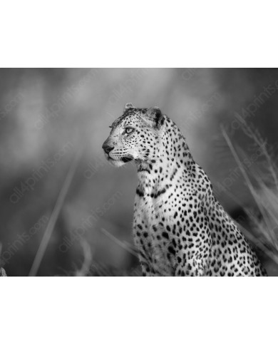 Leopard, Kalahari National Park, South Africa