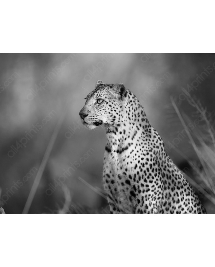 Leopardo, parque nacional Kalahari, SudÁfrica