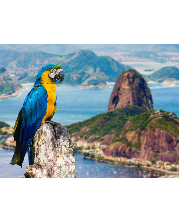 Guacamayo,Rio de Janeiro,Brasil