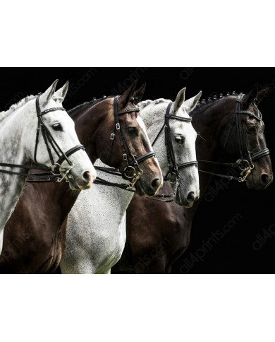 Caballos de competición Caballos de competición