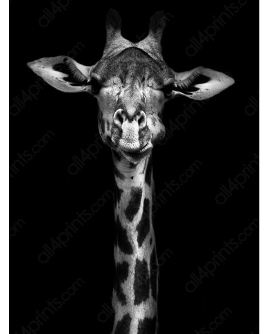 Portrait of a Giraffe, Nairobi, Kenya