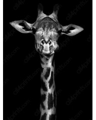 Retrato de una jirafa, Nairobi, Kenia