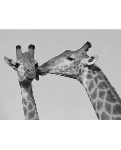 The Giraffe's Kiss, Kruger National Park, South Africa