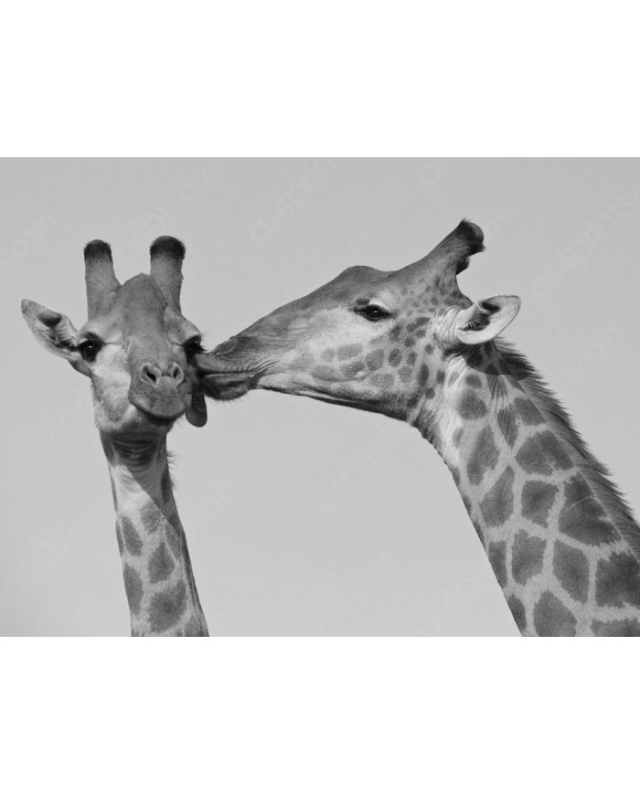 The Giraffe&#039;s Kiss, Kruger National Park, South Africa