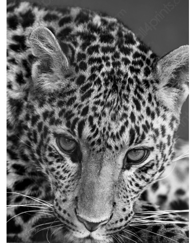 Leopard, Serengueti National Park, Tanzania