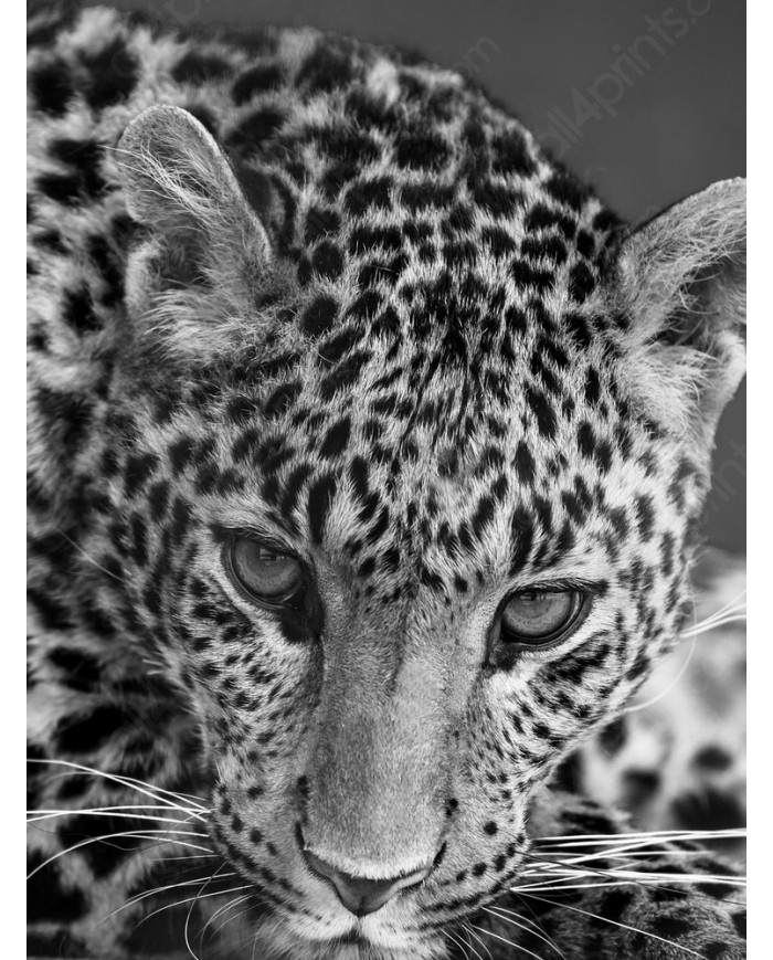 Leopard, Serengueti National Park, Tanzania