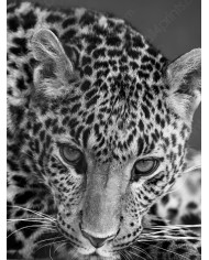 El beso de la jirafa, Kruger National Park, Sudáfrica