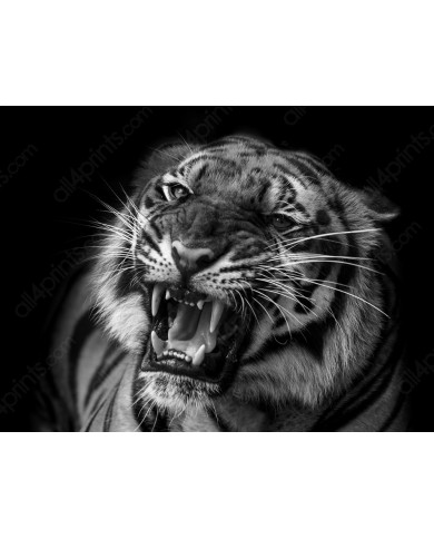 Tigre al acecho Tigre al acecho