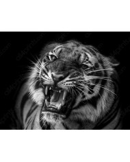 Leopardo, Parque Nacional Serengueti, Tanzania