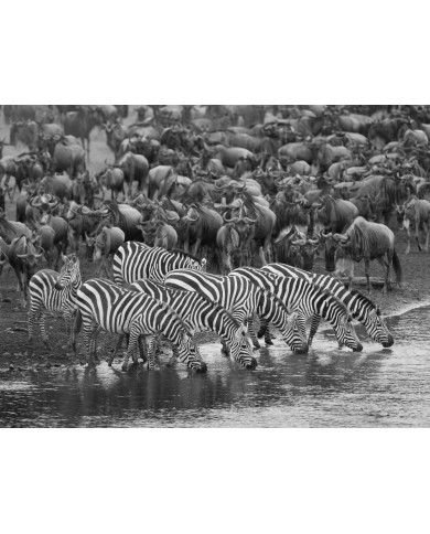 Cebras en migración, Parque Nacional Masai Mara, Kenia Cebras en migración, Parque Nacional Masai Mara, Kenia