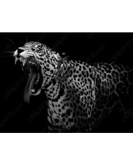 Retrato de un leopardo, Parque Nacional Kruger, SudÁfrica