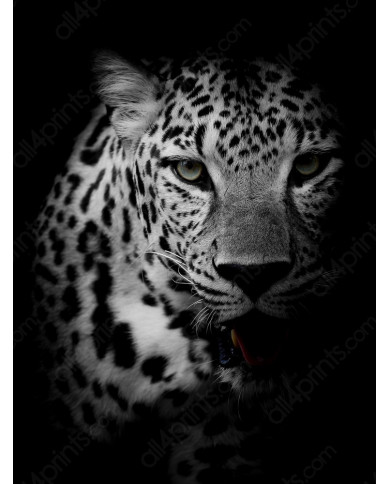 Portrait of a leopard, Kruger National Park, South Africa