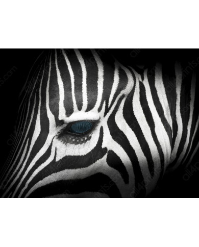 Portrait of a zebra, Kruger National Park, South Africa