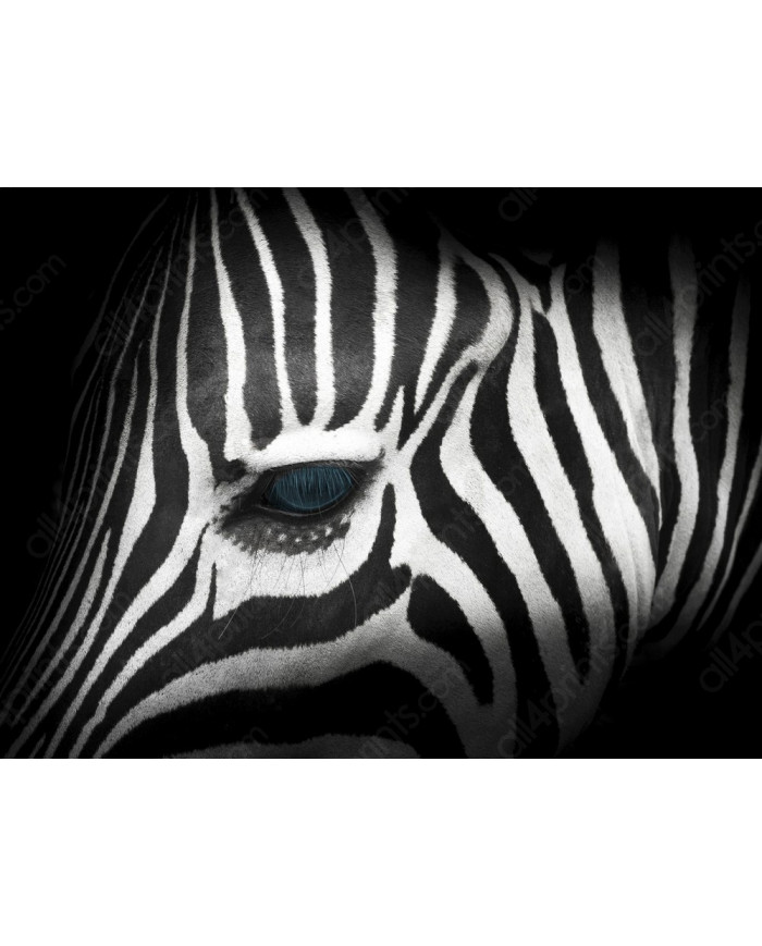 Retrato de una cebra,Parque Nacional Kruger,SudÁfrica