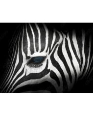 Retrato de un leopardo, Parque Nacional Chobe, Botswana