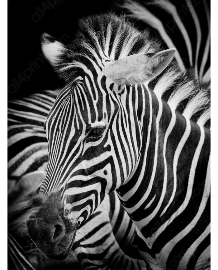 Portrait of a zebra, Serengeti National Park, Tanzania