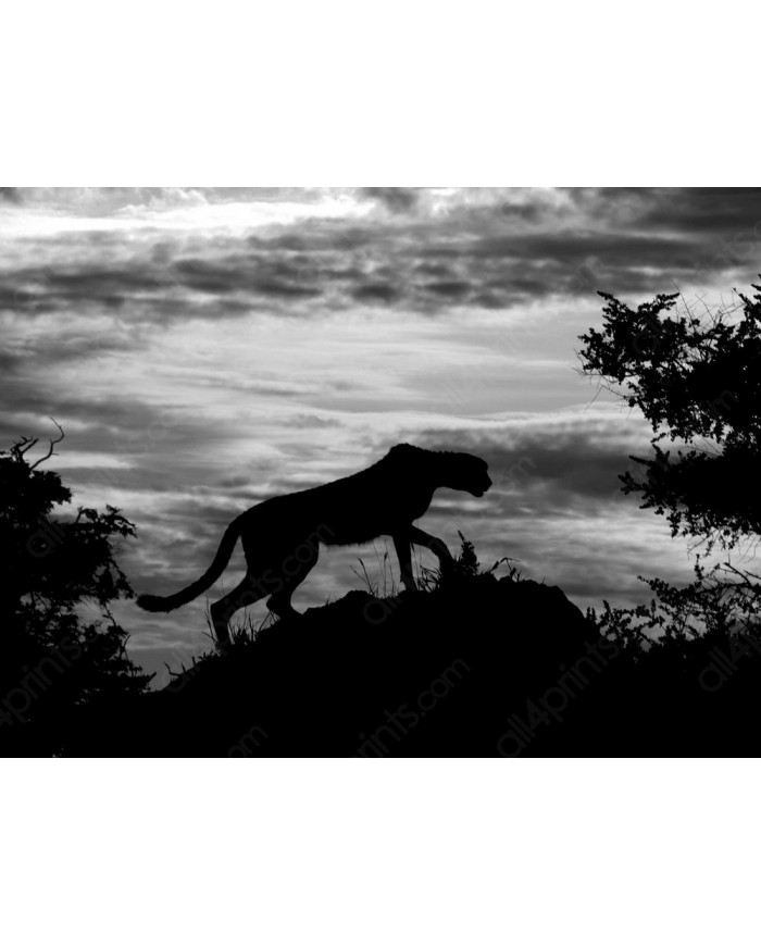 Leopardo al atardecer, Parque Nacional Chobe, Botswana