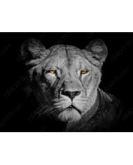 Leopardo al atardecer, Parque Nacional Chobe, Botswana