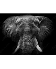 Retrato de un elefante, Parque Nacional Moremi, Botswana