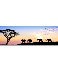 Retrato de un elefante, Parque Nacional Moremi, Botswana