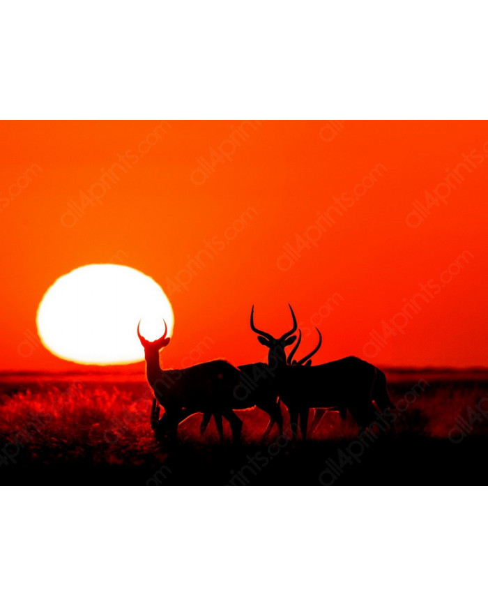 Antelopes, Moremi National Park, Botswana
