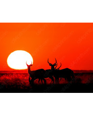 Atardecer en el Parque nacional Masai Mara, Kenia