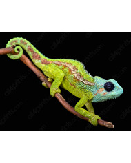 Camaleón, Mount Hanang