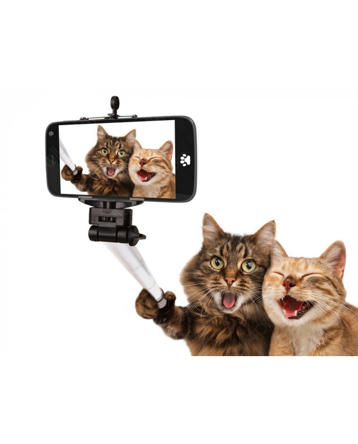 Selfie de gatos