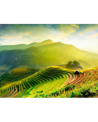 Rice fields in Mu Cang Chai, Vietnam