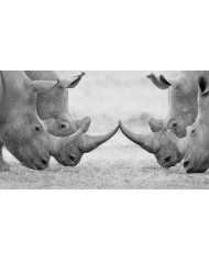 Rinocerontes blancos, parque nacional Kruger, SudÁfrica