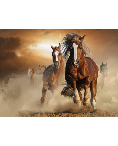 Caballos salvajes Caballos salvajes