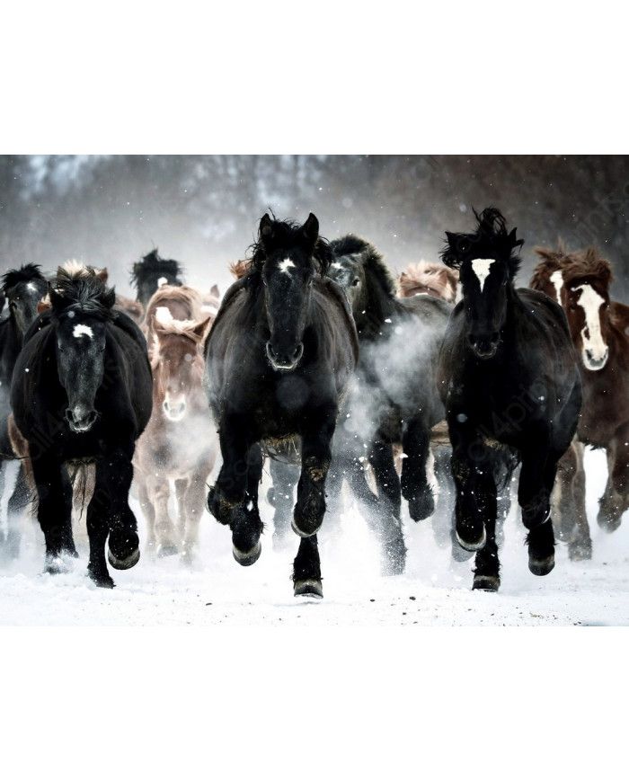 Horses in Winter, Alaska