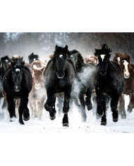 Caballos en invierno, Alaska