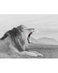 Caballos en invierno, Alaska