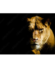 English Bulldog gangster