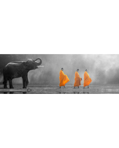 Young elephant with Monk alms round