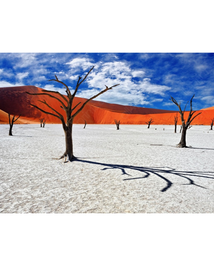 Dead Camelthorn Trees, Namib-Naukluft National Park, Namibia, Africa