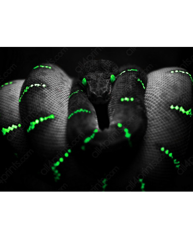 Anaconda Anaconda