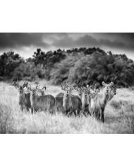 Barco de pesca, Vietnam