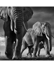 Elefantes, Parque Nacional Masai Mara, Tanzania