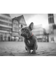 Elefantes, Parque Nacional Masai Mara, Tanzania