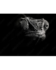 Cebras, Parque Nacional Serengueti, Tanzania