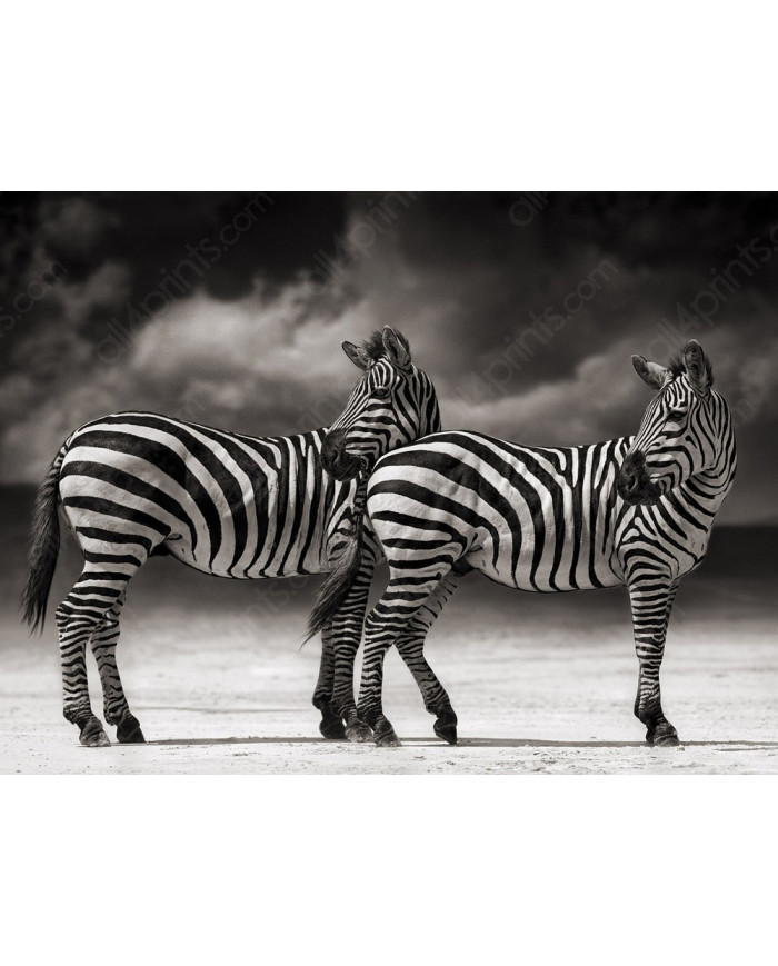 Cebras, Parque Nacional Serengueti, Tanzania