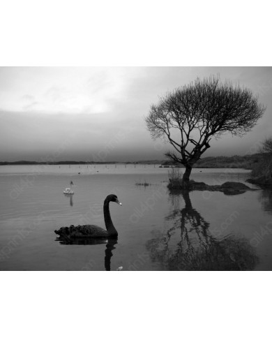 Cisne negro Cisne negro